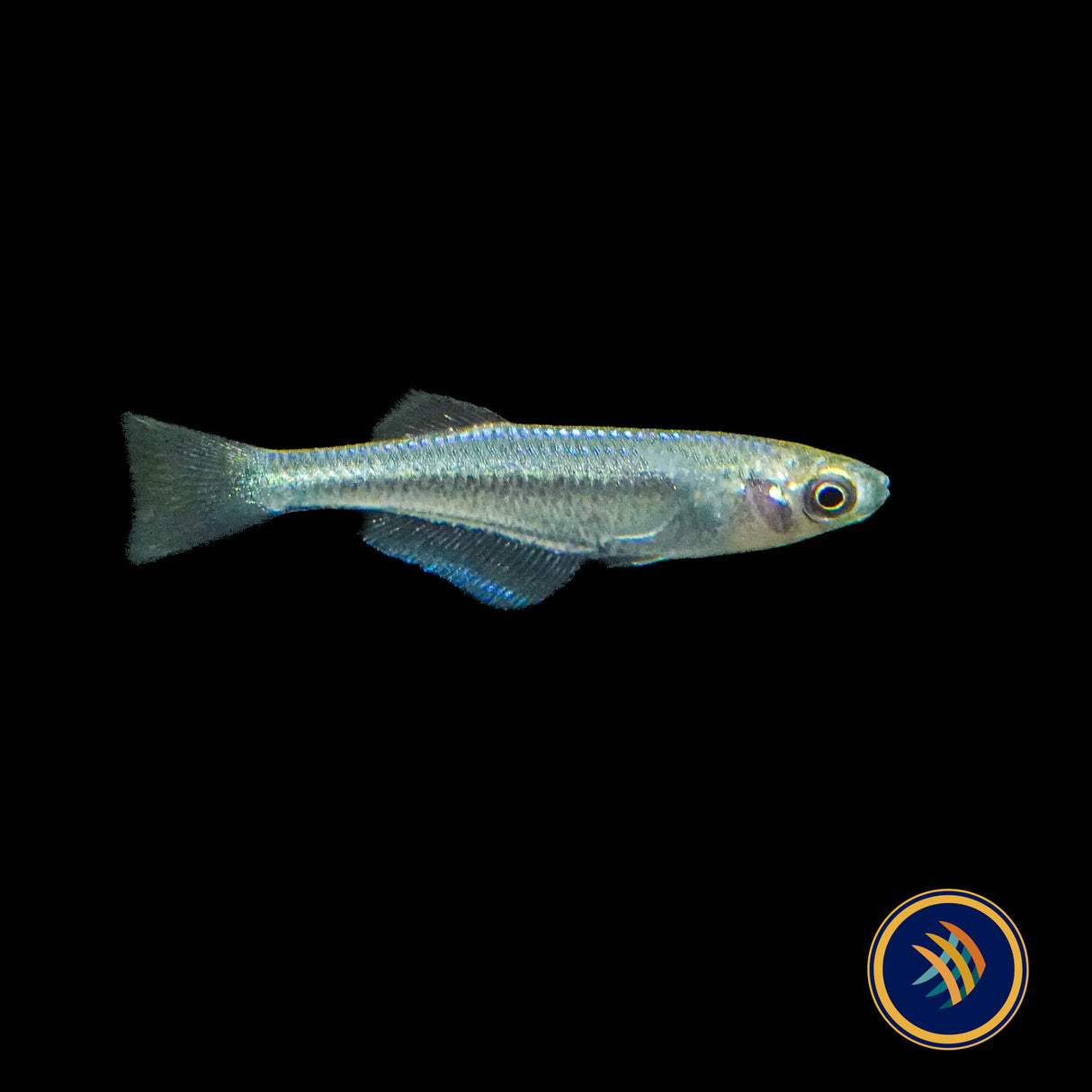 Tanganyika Killifish (Lamprichthys tanganicanus)