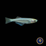 Tanganyika Killifish (Lamprichthys tanganicanus)