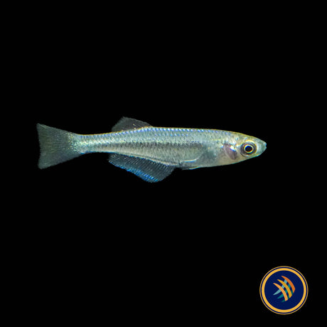 Tanganyika Killifish (Lamprichthys tanganicanus)