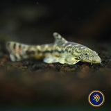 Tasseled‑mouth River Loach (Crossostoma lacustre)
