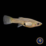 Tiger Endler Pairs (Poecilia wingei)
