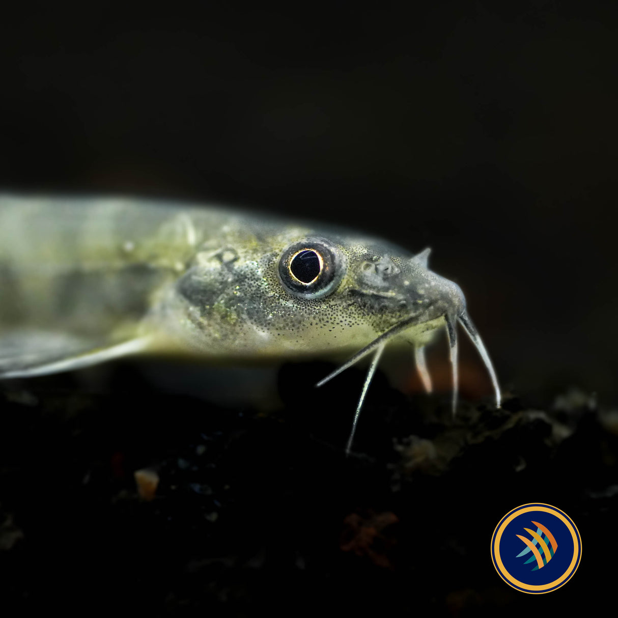 Tiger Stone Loach (Sundoreonectes obesus) 3-5cm