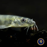 Tiger Stone Loach (Sundoreonectes obesus) 3-5cm