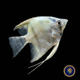 Turkish Green Angelfish (Pterophyllum scalare)  2-3cm | Cichlids Badis & Gouramis | Largest Tropical Fish Selection at Your Local Fish Store