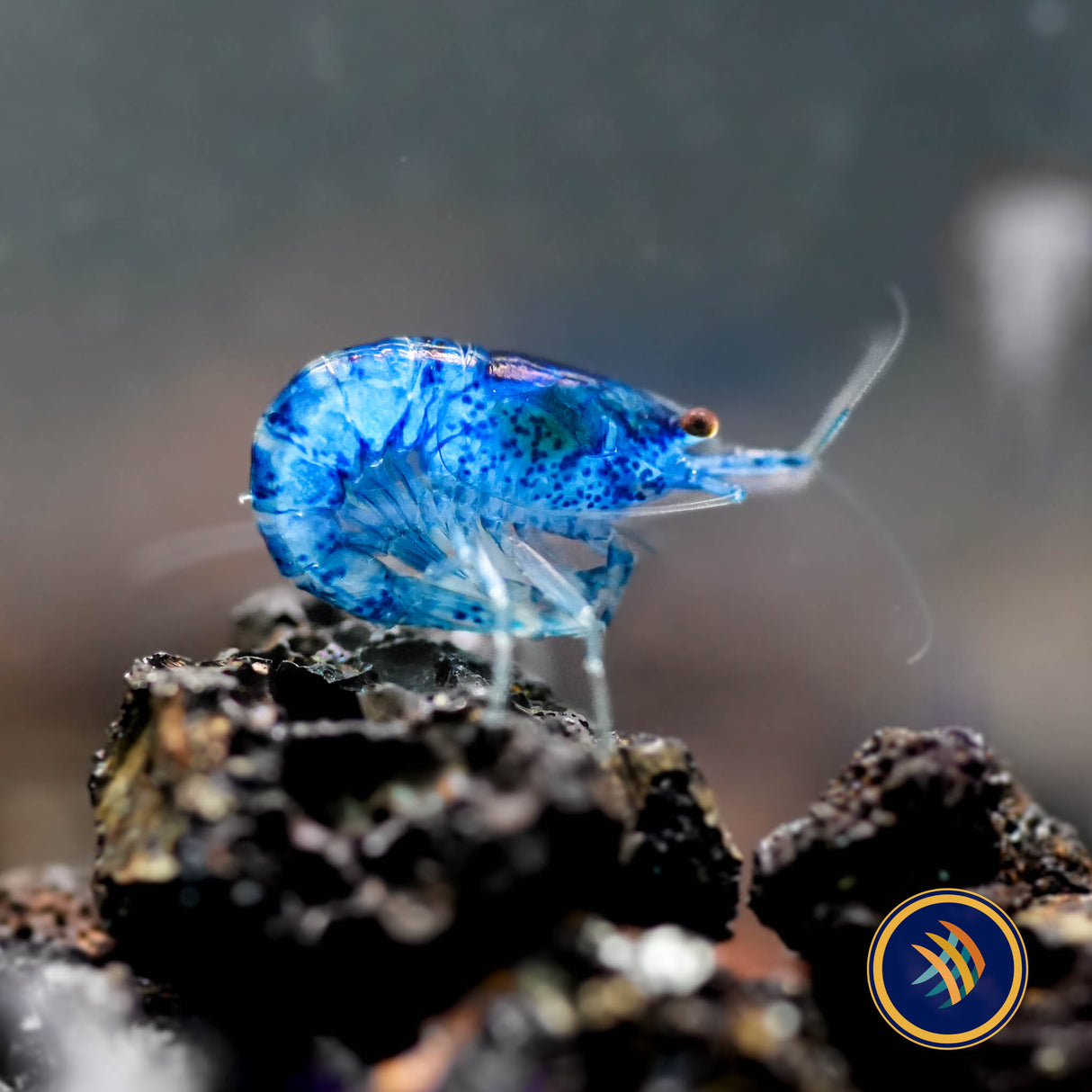 Ultra Blue Shrimp (Neocaridina davidi)