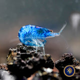 Ultra Blue Shrimp (Neocaridina davidi)
