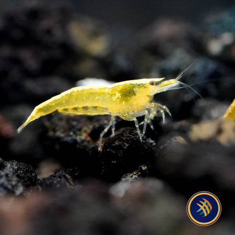 Ultra Gold Shrimp (Neocaridina davidi)