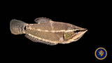 Vaillant's Chocolate Gourami (Samurai) (Sphaerichthys vaillanti) 3-4cm | Cichlids Badis & Gouramis | Largest Tropical Fish Selection at Your Local Fish Store