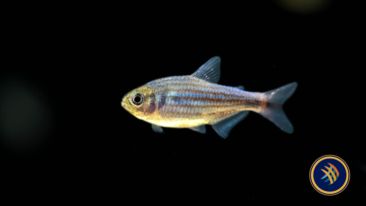 Zig Zag Tetra (Hyphessobrycon hexastichos)