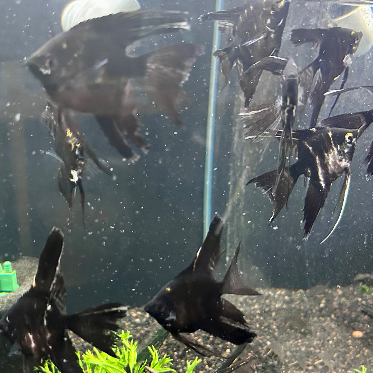 Black Angelfish (Pterophyllum scalare) 3-4cm – Your Local Fish Store