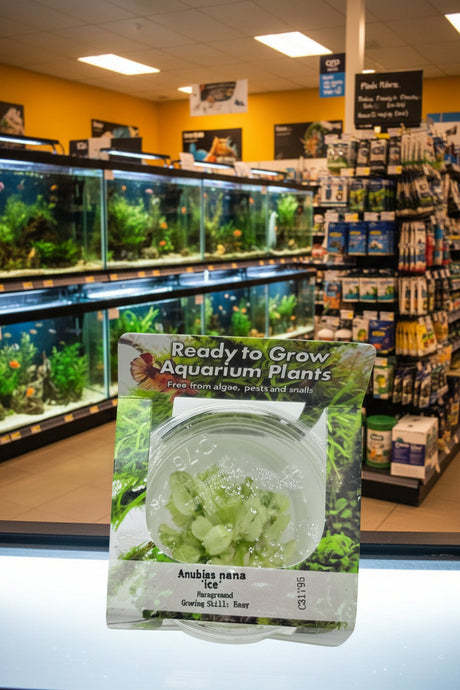 Anubias nana 'ice' Tissue Culture - C31795 | Tissue Cultures | Largest Tropical Fish Selection at Your Local Fish Store