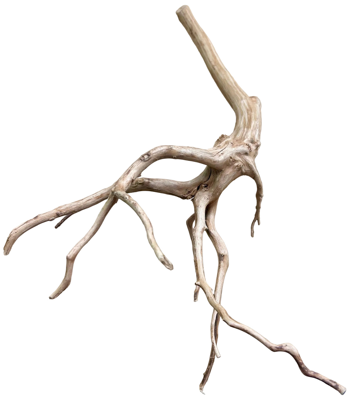  Piece of Red Moor Spiderwood