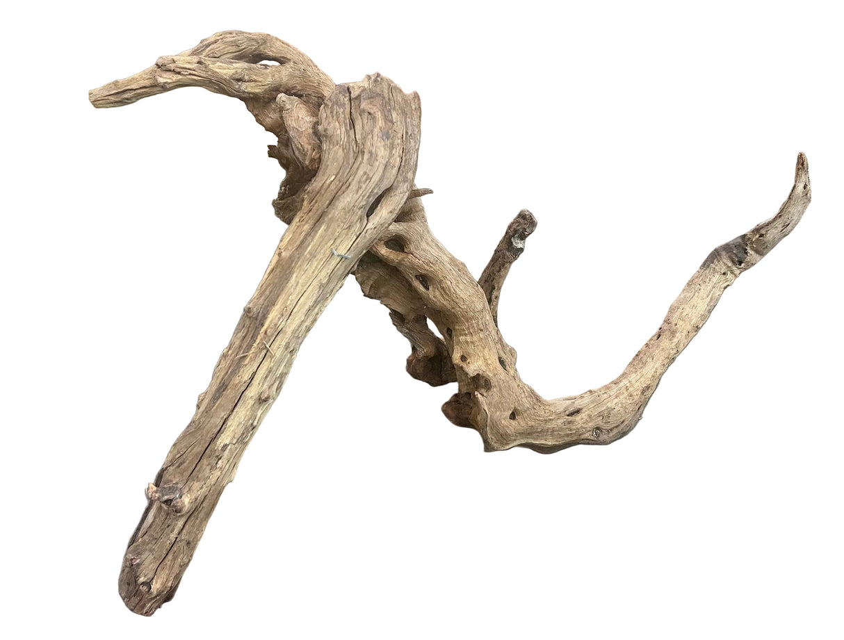 Malaysian Mangrove Sinking Driftwood