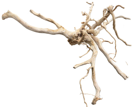 XX Large Piece of Spiderwood