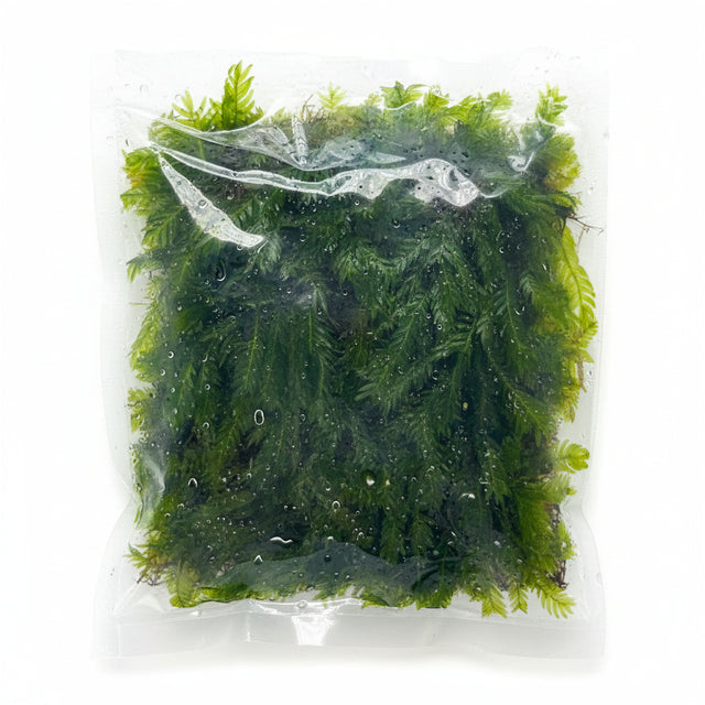 Fissidens nobilis on Pad - WP1546 | Potted Plants | Largest Tropical Fish Selection at Your Local Fish Store
