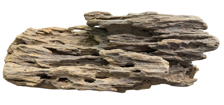 Texture / Shrimp Driftwood