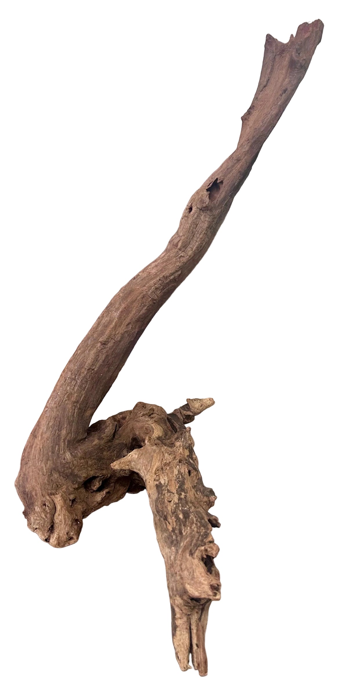 Malaysian Mangrove Sinking Driftwood