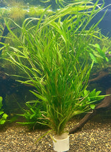 Potamogeton gayi - Bare Root - WL193 | Potted Plants | Largest Tropical Fish Selection at Your Local Fish Store
