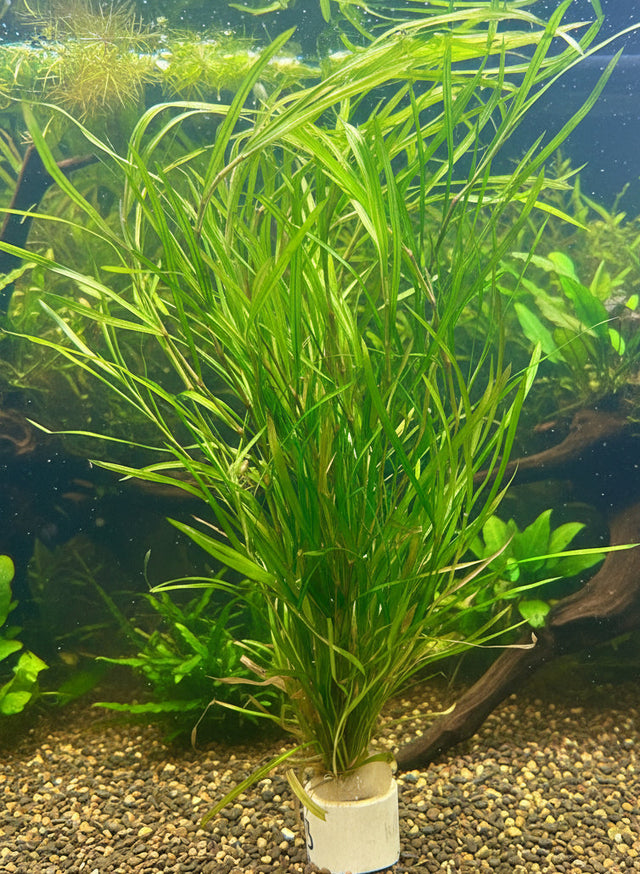 Potamogeton gayi - Bare Root - WL193 | Potted Plants | Largest Tropical Fish Selection at Your Local Fish Store