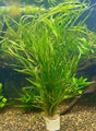Potamogeton gayi - Bare Root - WL193 | Potted Plants | Largest Tropical Fish Selection at Your Local Fish Store