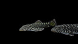 Striped Yellow Tail Borneo Loach (Gastromyzon SK04) 4-5cm
