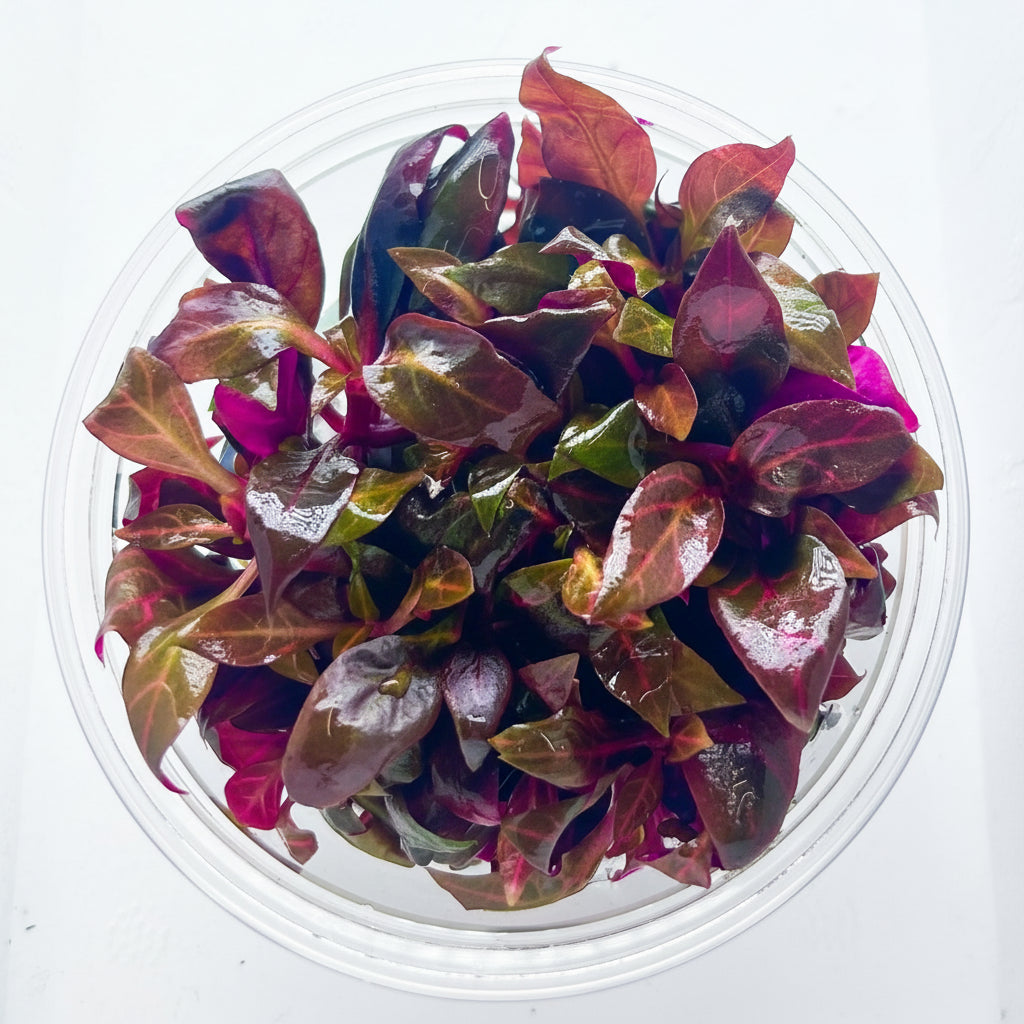 Althernanthera reineckii rosernavig Tissue Culture - C31036 | Tissue Cultures | Largest Tropical Fish Selection at Your Local Fish Store