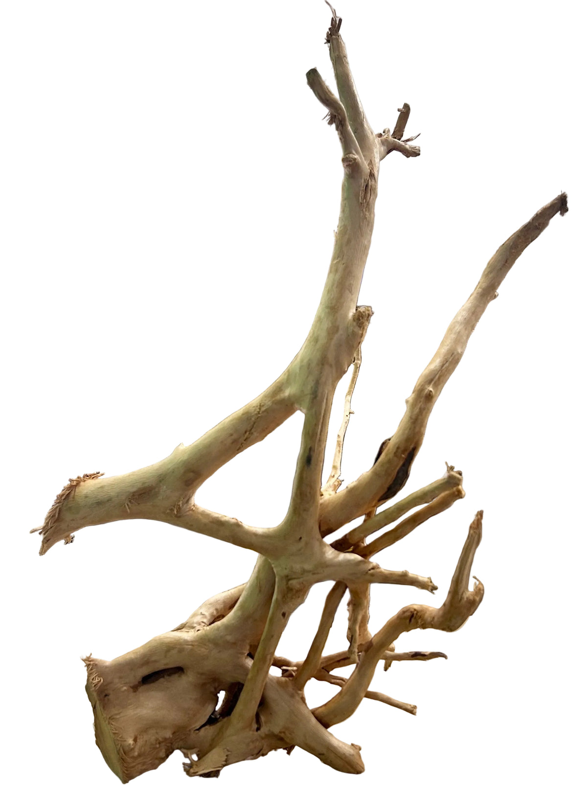 Large Piece of Spiderwood