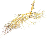 W.Y.S.I.W.Y.G.- 2007 - Thailand Branch Wood | Substrates & Hardscape | Largest Tropical Fish Selection at Your Local Fish Store