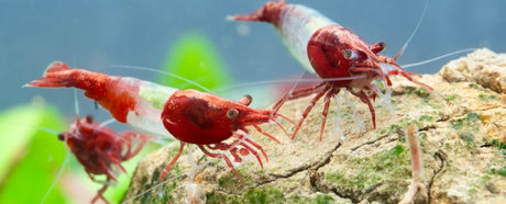 Red Volcano Rili Shrimp (Neocaridina davidi)