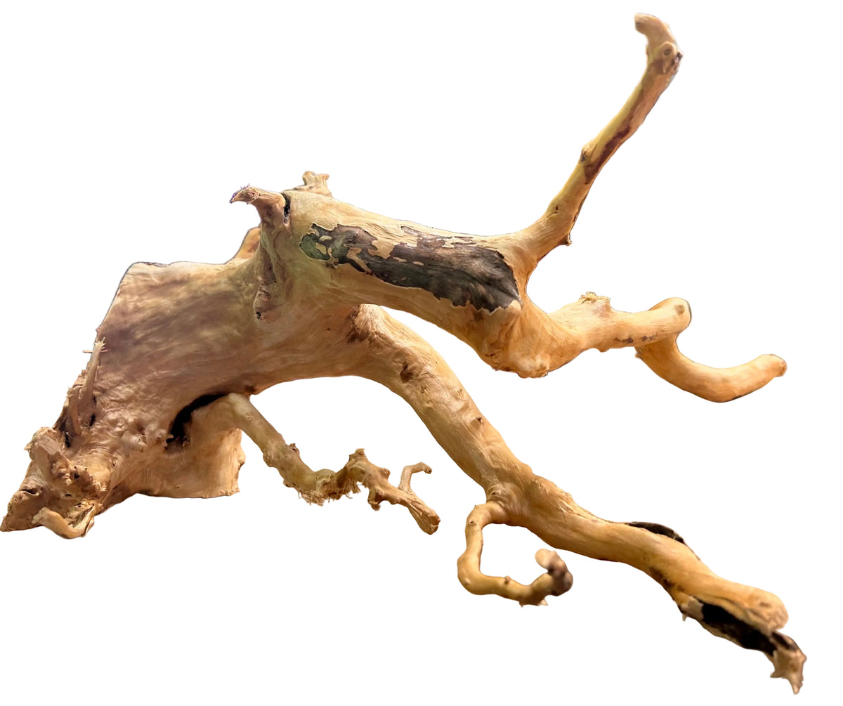 Large Piece of Spiderwood
