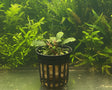 Bucephalandra brownie ghost ulu kapus Potted 