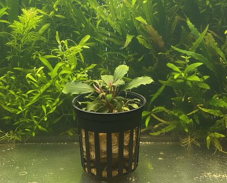 Bucephalandra brownie ghost ulu kapus Potted 
