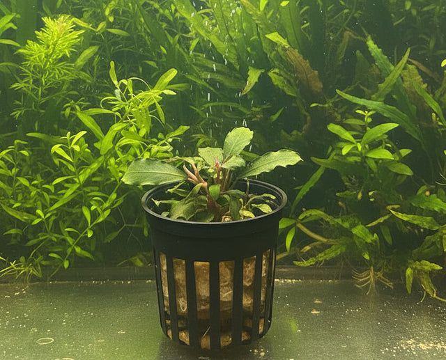 Bucephalandra brownie ghost ulu kapus Potted 