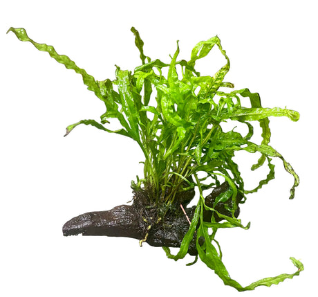  Java Fern Trident - Microsorum pteropus 'Trident' on driftwood