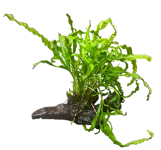  Java Fern Trident - Microsorum pteropus 'Trident' on driftwood