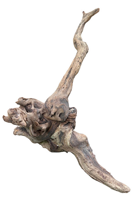 Malaysian Mangrove Sinking Driftwood