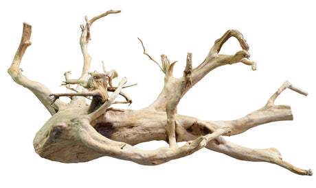 Large Piece of Spiderwood