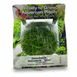 Eleocharis acicularis 'Mini' Tissue Culture 
