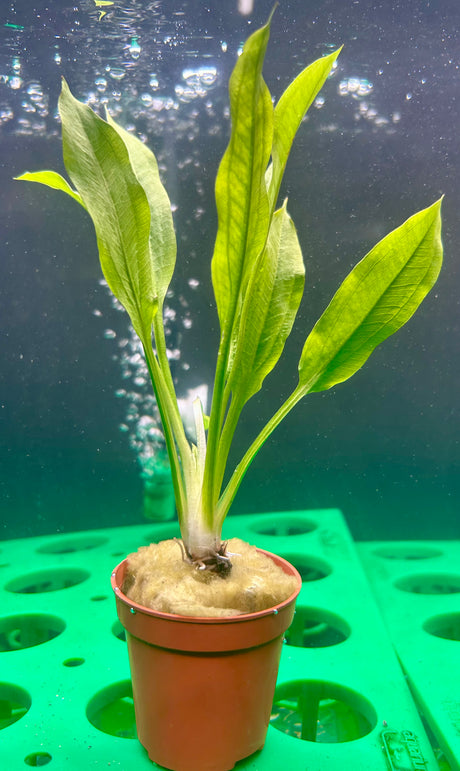 Echinodorus amazonicus Potted - WP107 | Potted Plants | Largest Tropical Fish Selection at Your Local Fish Store