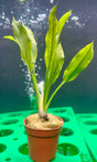 Echinodorus amazonicus Potted - WP107 | Potted Plants | Largest Tropical Fish Selection at Your Local Fish Store