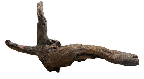 Malaysian Mangrove Sinking Driftwood