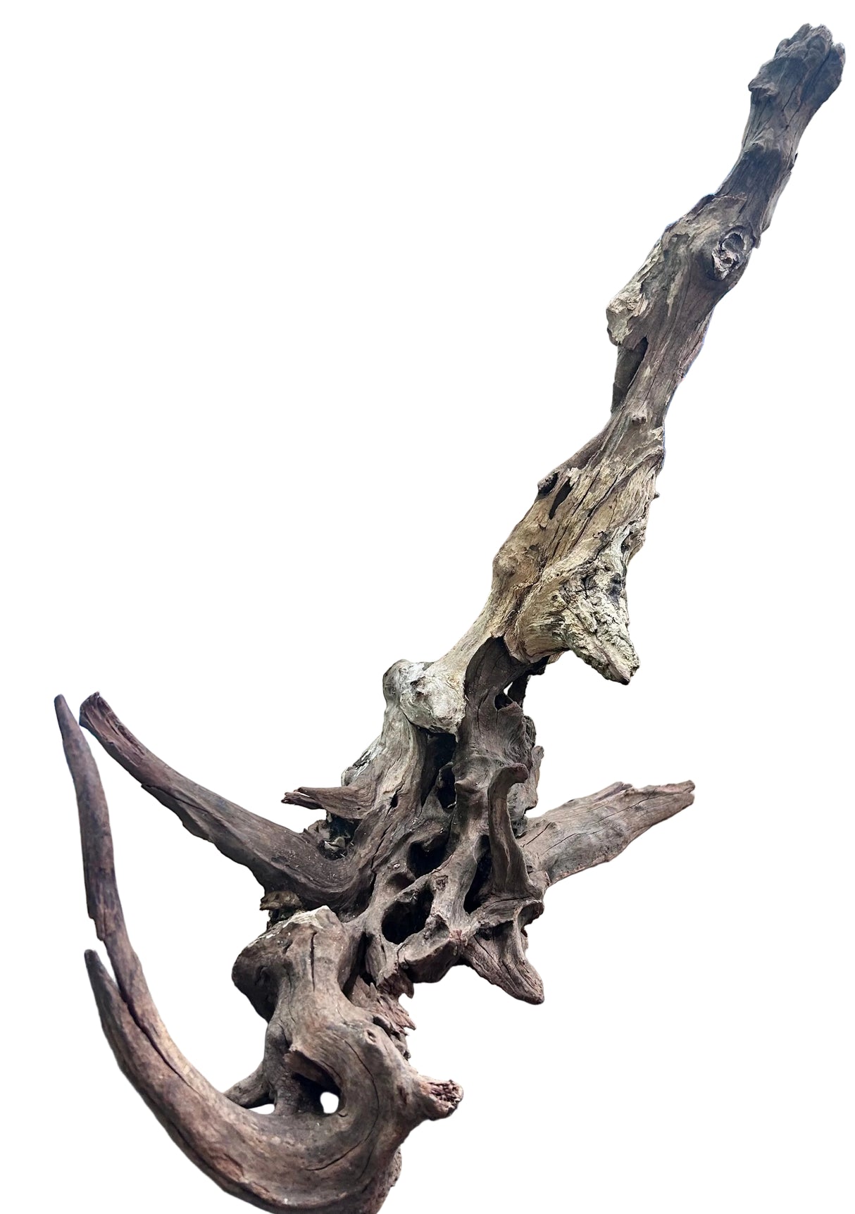 Malaysian Mangrove Wood