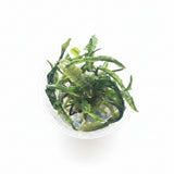 Cryptocoryne crispatula var balansae Tissue Culture 