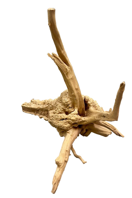  Piece of Spiderwood