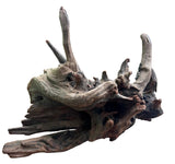  Malaysian Mangrove Sinking Driftwood