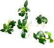 Anubias barteri var. nana ‘Petite’  