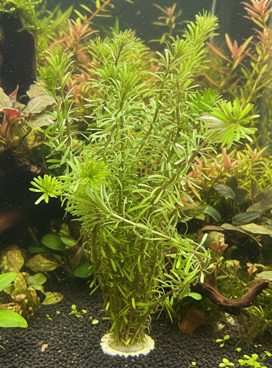 Rotala Wallichii - Bare Root - WL198 | Potted Plants | Largest Tropical Fish Selection at Your Local Fish Store