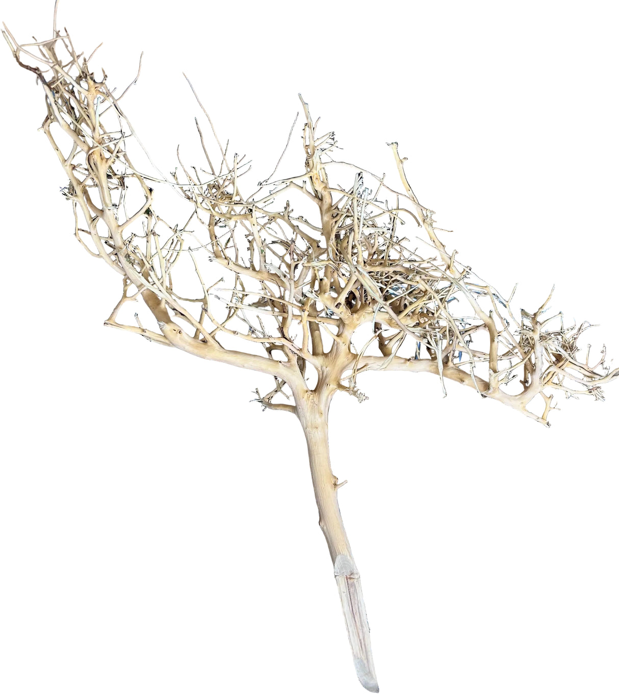 Thailand Branch Wood