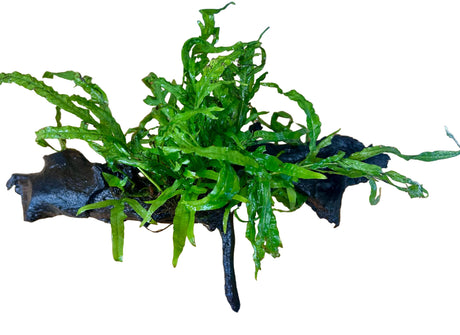 W.Y.S.I.W.Y.G. 4000 - Java Fern ‘Trident’ (Microsorum pteropus ‘Trident’) on - Driftwood | Potted Plants | Largest Tropical Fish Selection at Your Local Fish Store