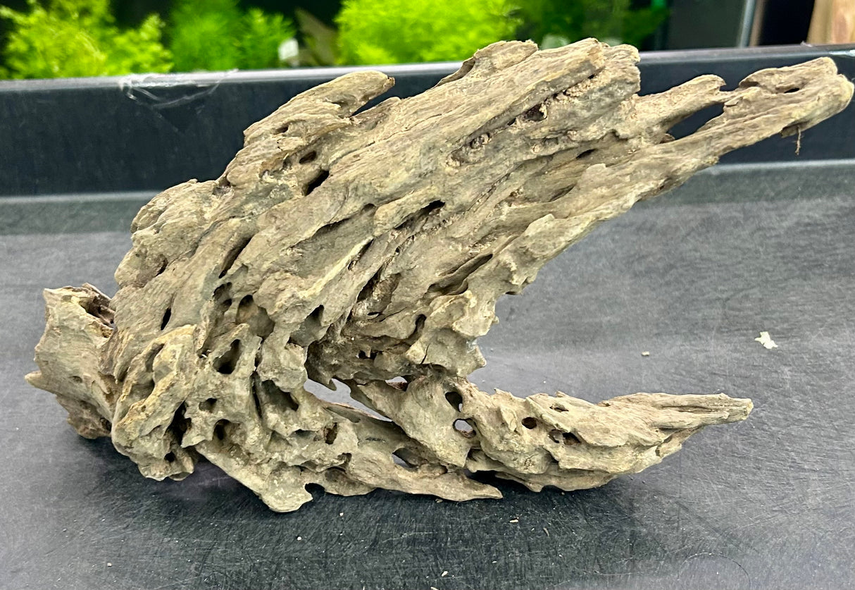 W.Y.S.I.W.Y.G.- 201 - Texture / Shrimp Driftwood